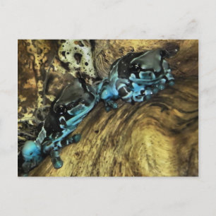 Zwei Frösche hängen aus der Postkarte