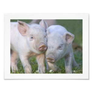 Zwei fruchtbare Weißferkel Fotodruck