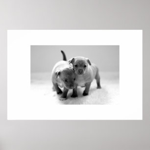 Zwei für eins poster