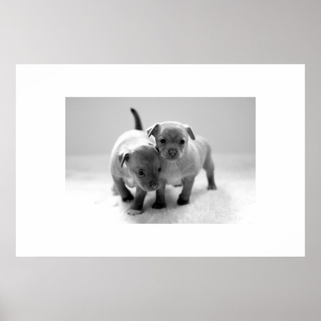 Zwei für eins poster (Vorne)