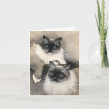 Zwei Furry Ragdoll Cats' lustige Meow