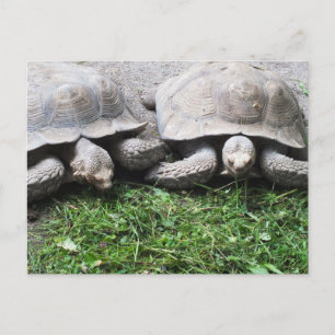 Zwei fütternd Schildkröten Postkarte