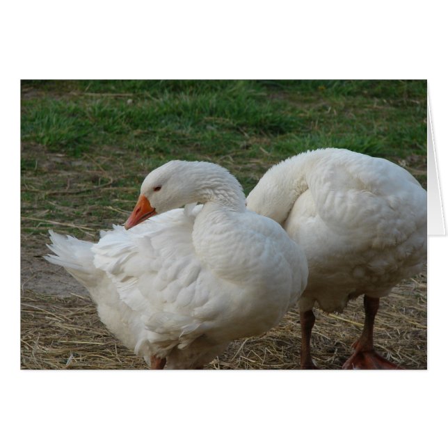 Zwei Gänse (Vorderseite (Horizontal))