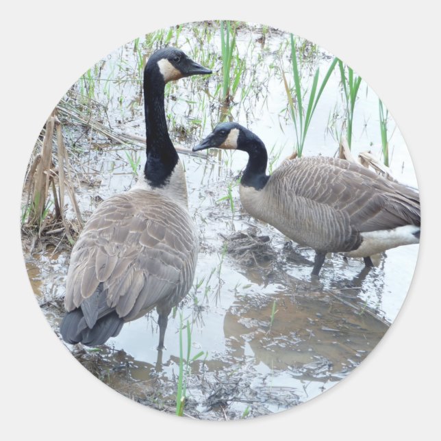 Zwei Gänseaufkleber Runder Aufkleber (Vorderseite)