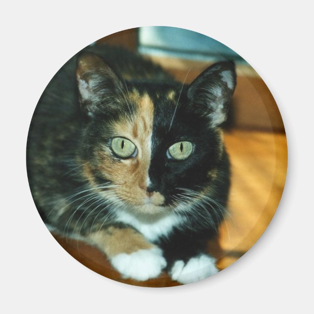 Zwei gegenüberliegende Katze Magnet (Vorne)