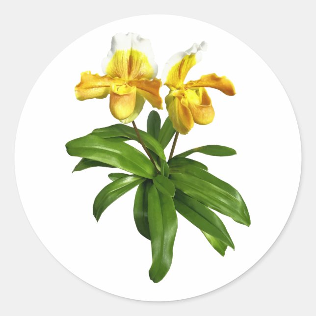 Zwei gelbe Dame Slipper Orchids Runder Aufkleber (Vorderseite)