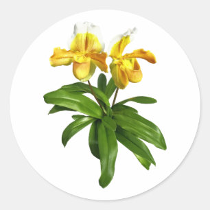 Zwei gelbe Dame Slipper Orchids Runder Aufkleber