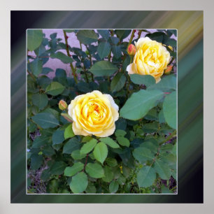 zwei gelbe Rosen Poster