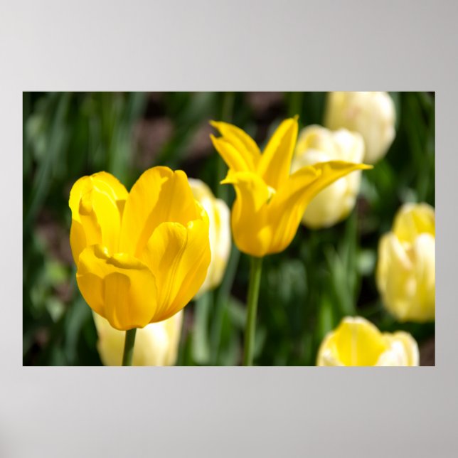 Zwei gelbe Tulpen in der Feldpfoto Poster (Vorne)