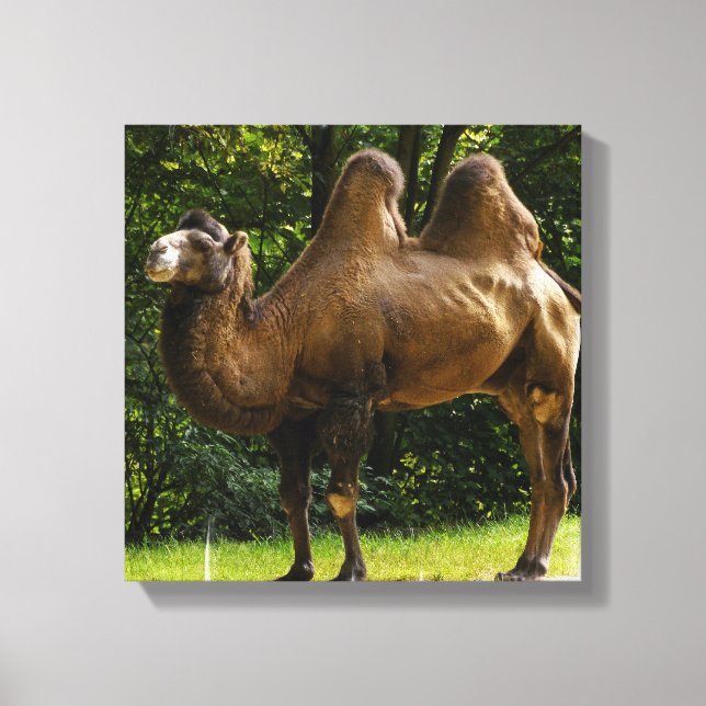 Zwei gepolsterte Camel Canvas Leinwanddruck (Vorderseite)
