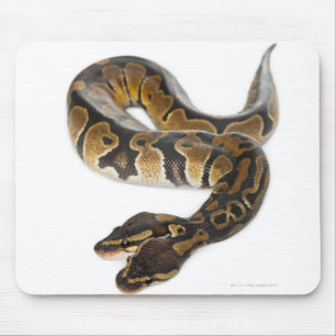 Zwei gingen königliche Pythonschlange oder Mousepad