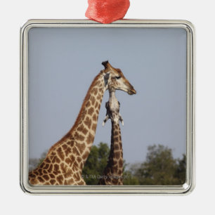Zwei Giraffe, Kruger Nationalpark, Südafrika Silbernes Ornament