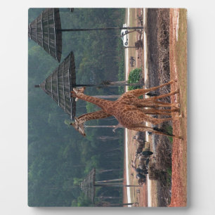 Zwei Giraffen, die sich in einem Zoo trösten Fotoplatte