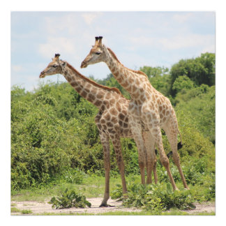 Zwei Giraffen Fotodruck