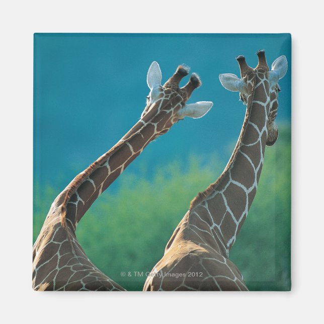 Zwei Giraffen (Giraffa camelopardalis) Magnet (Vorne)
