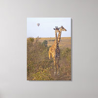 Zwei Giraffen (Giraffa camelopardalis), Masai