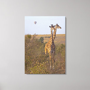 Zwei Giraffen (Giraffa camelopardalis), Masais Leinwanddruck