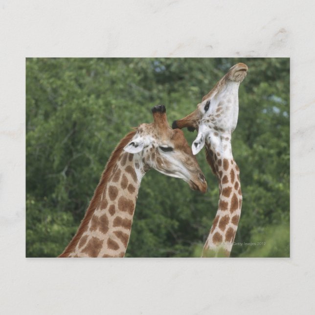Zwei Giraffen (Giraffa camelopardalis), Postkarte (Vorderseite)