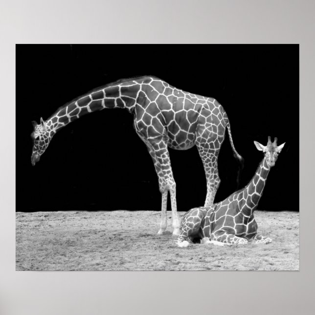 Zwei Giraffen in Schwarz und Weiß Poster (Vorne)