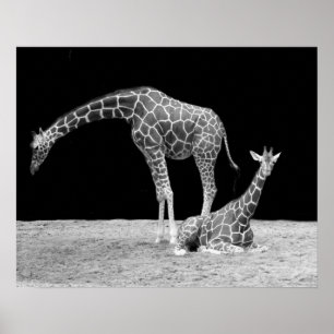 Zwei Giraffen in Schwarz-Weiß-Poster Poster