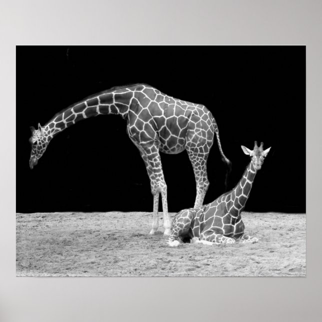 Zwei Giraffen in Schwarz-Weiß-Poster Poster (Vorne)