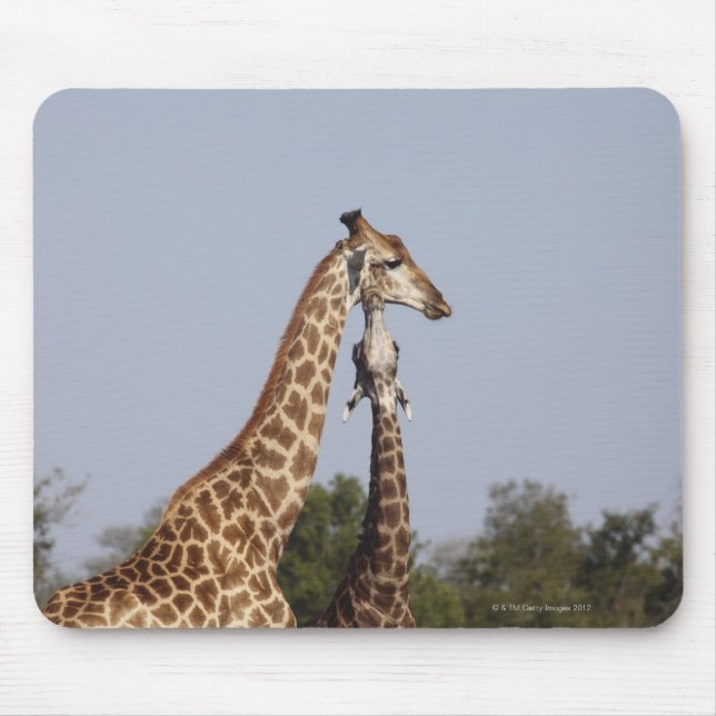 Zwei Giraffen, Krüger-Nationalpark, Südafrika Mousepad (Vorne)