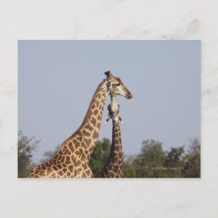 Zwei Giraffen, Krüger-Nationalpark, Südafrika Postkarte