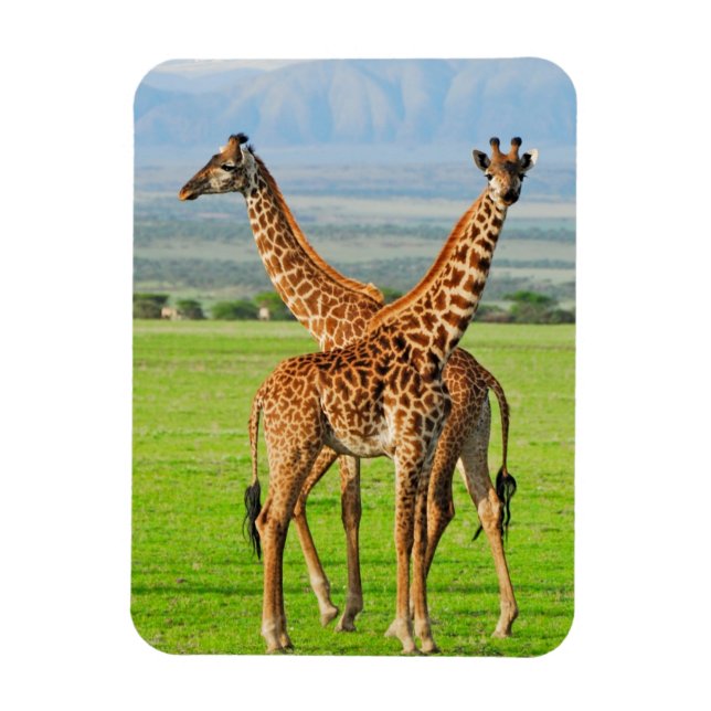 Zwei Giraffen Magnet (Vertikal)