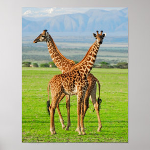 Zwei Giraffen Poster