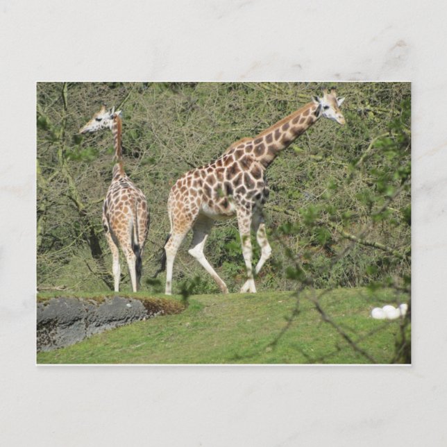 Zwei Giraffen Postkarte (Vorderseite)