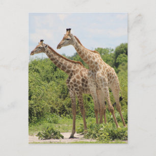Zwei Giraffen Postkarte