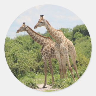 Zwei Giraffen Runder Aufkleber