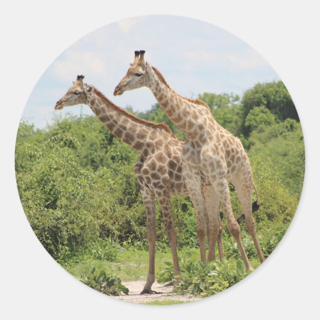 Zwei Giraffen Runder Aufkleber (Vorderseite)