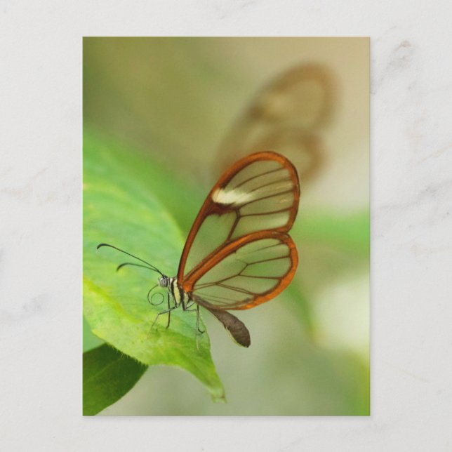 Zwei gläserne Schmetterlinge Postkarte (Vorderseite)