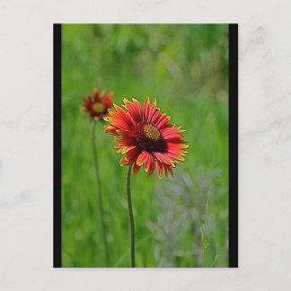 Zwei gleich postkarte