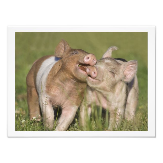 Zwei glückliche, spielerische Ferkel 12 x 16 Fotodruck (Vorne)