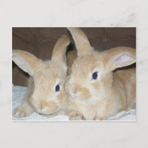 Zwei Golden Bunnies Postkarte