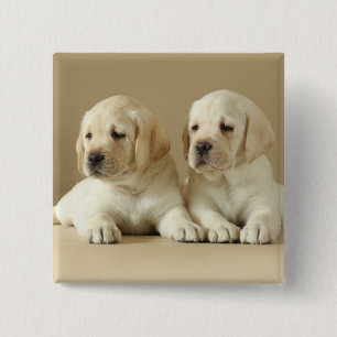 Zwei Golden Labrador Welpen Button