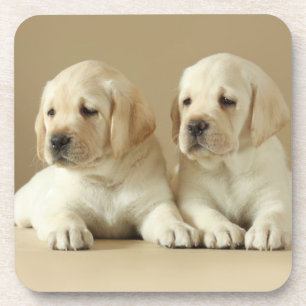 Zwei Golden Labrador Welpen Getränkeuntersetzer