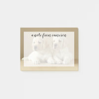 Zwei Golden Labrador Welpen