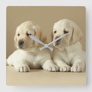 Zwei Golden Labrador Welpen Quadratische Wanduhr