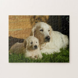 Zwei Golden Retrievers - Mama & Welpe - Liebe