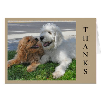 Zwei Goldendoodle Welpen Freunde!