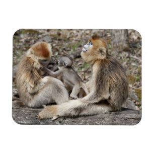 Zwei goldene Affen mit Neugeborenen Magnet