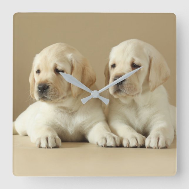 Zwei goldene Labrador-Welpen Quadratische Wanduhr (Vorderseite)