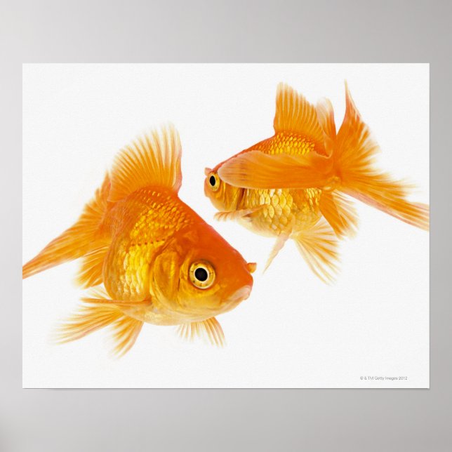 Zwei Goldfische überqueren einander Poster (Vorne)