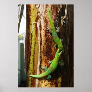 Zwei Goldstaubgeckos Phelsuma Laticauda Poster