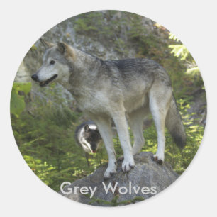 Zwei Grauwölfe im Rocky Mountain Wilderness Runder Aufkleber