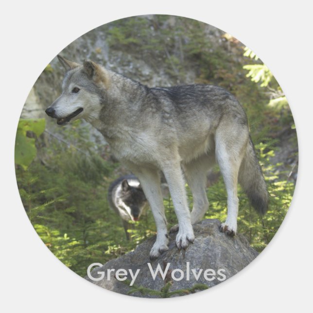 Zwei Grauwölfe im Rocky Mountain Wilderness Runder Aufkleber (Vorderseite)