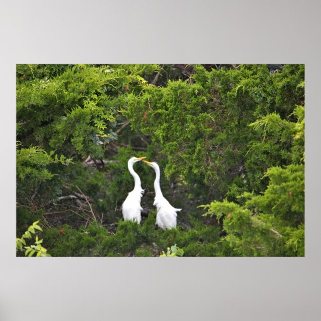 Zwei große Egrets im Baum Poster (Vorne)